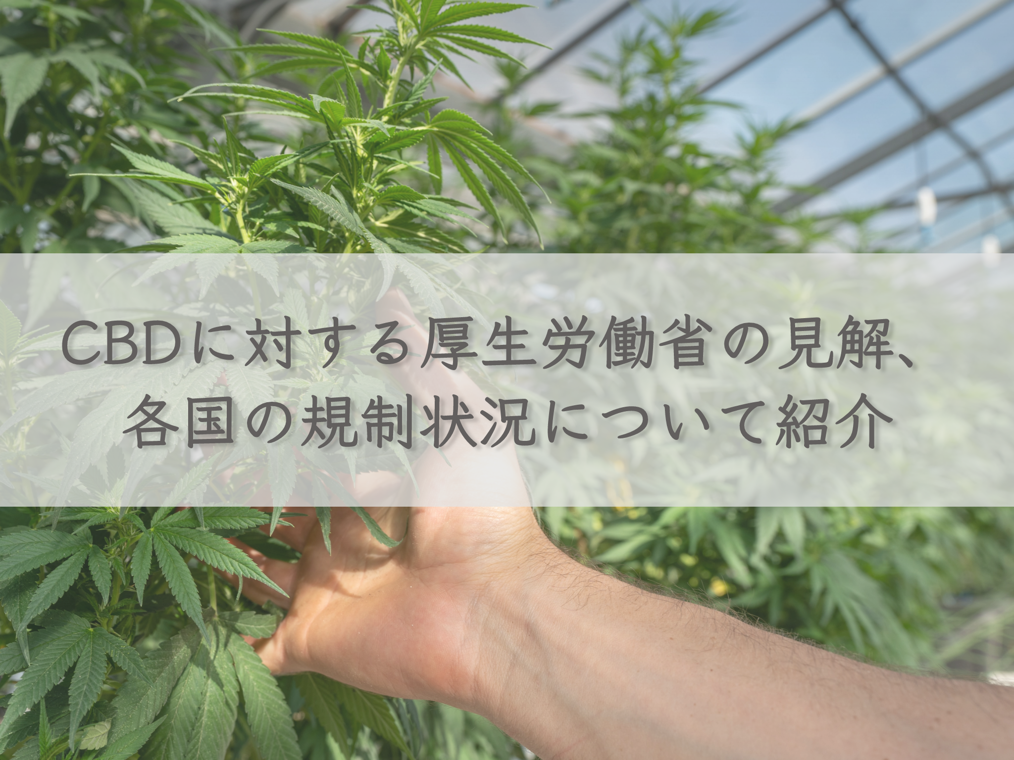 cannabis-and-cbd
