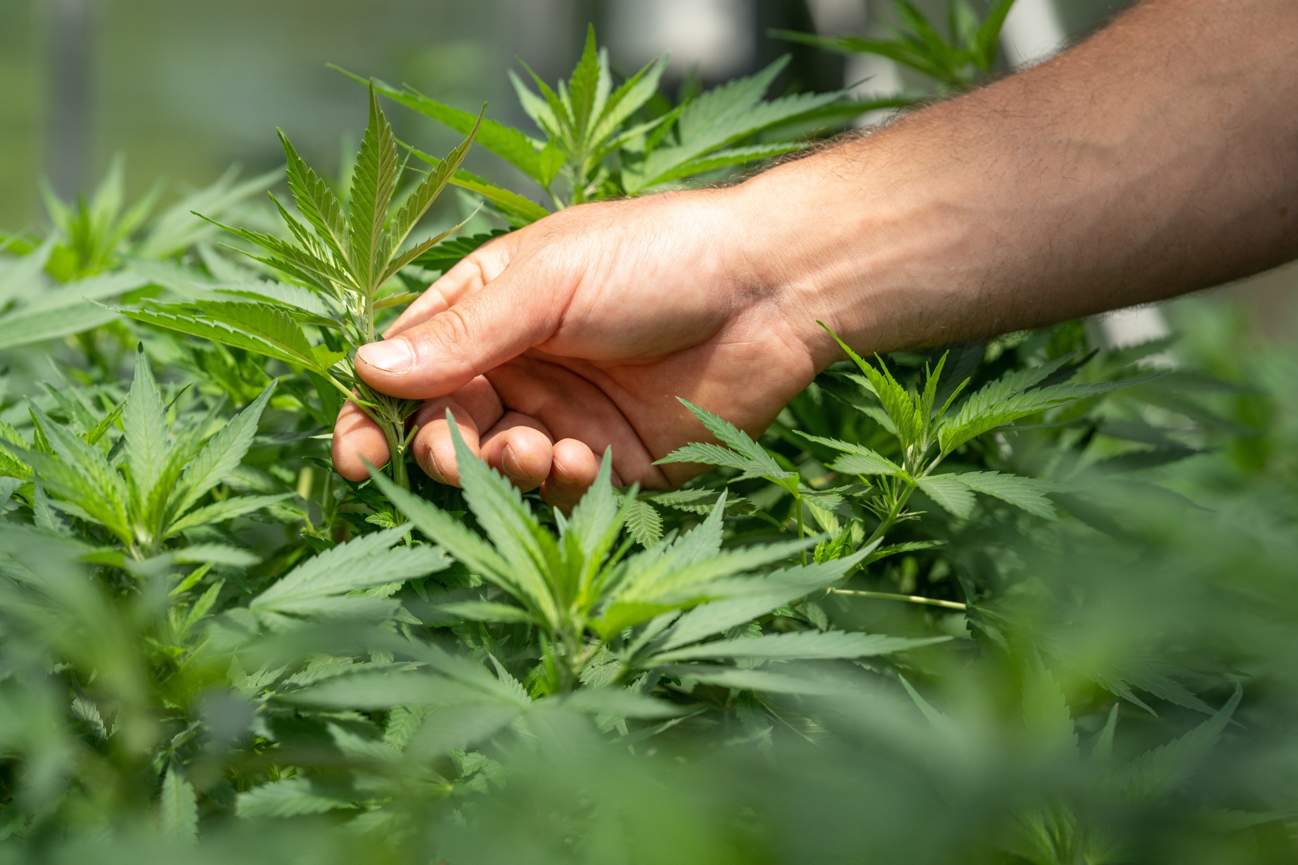 marijuana-legalized-for-medical-use