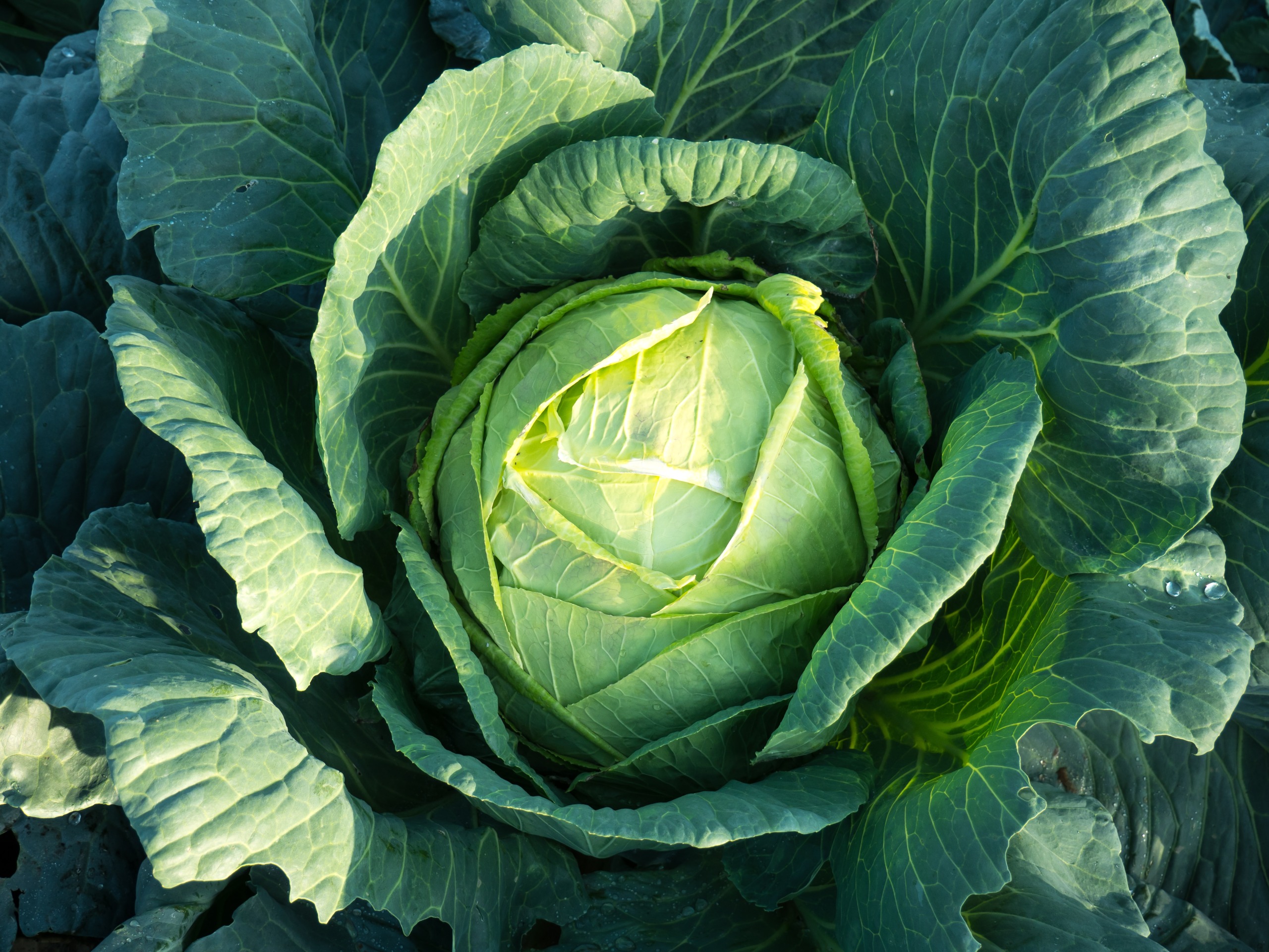 cabbage-core-is-edible