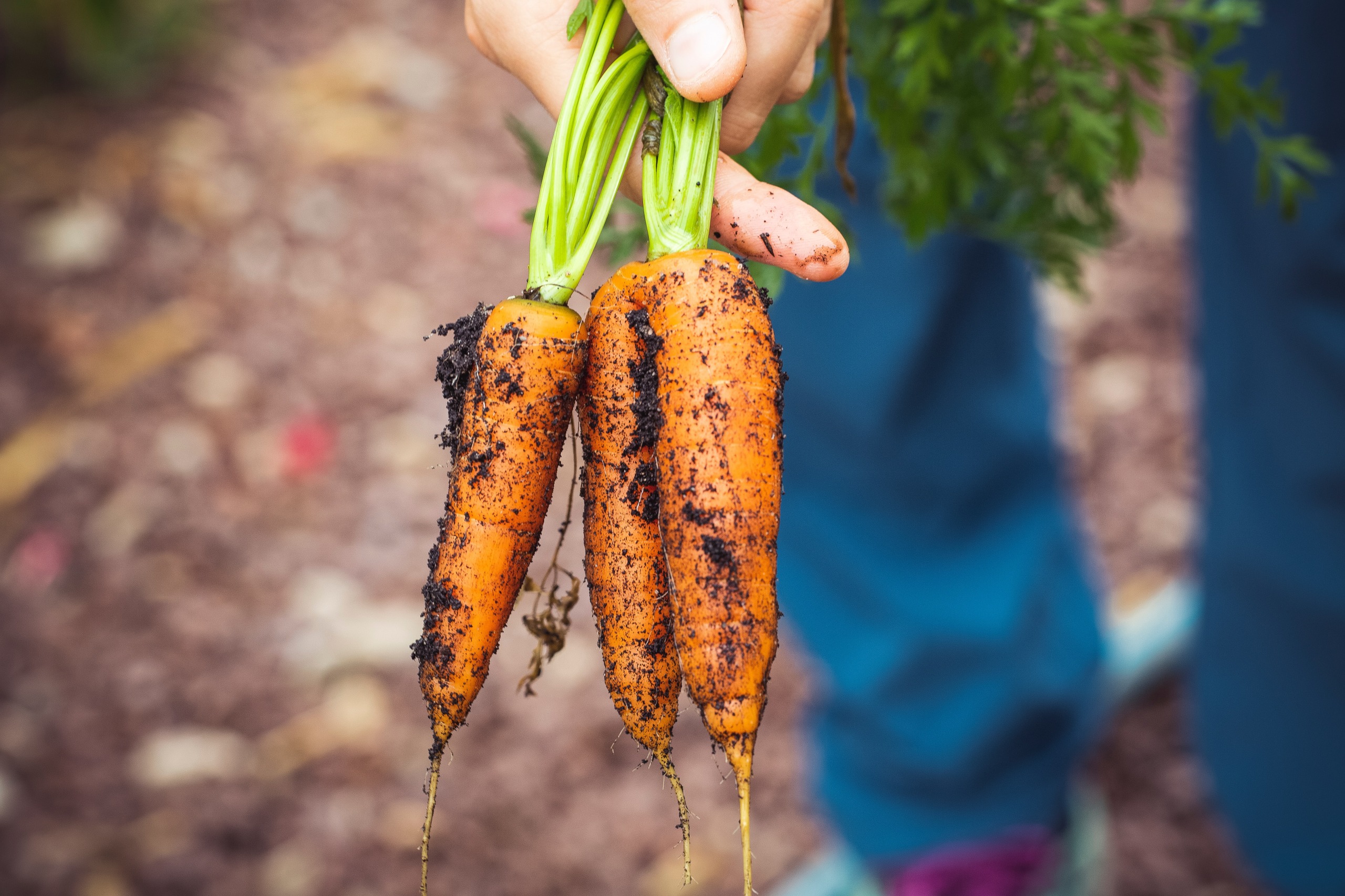 introducing-recommended-vegetables