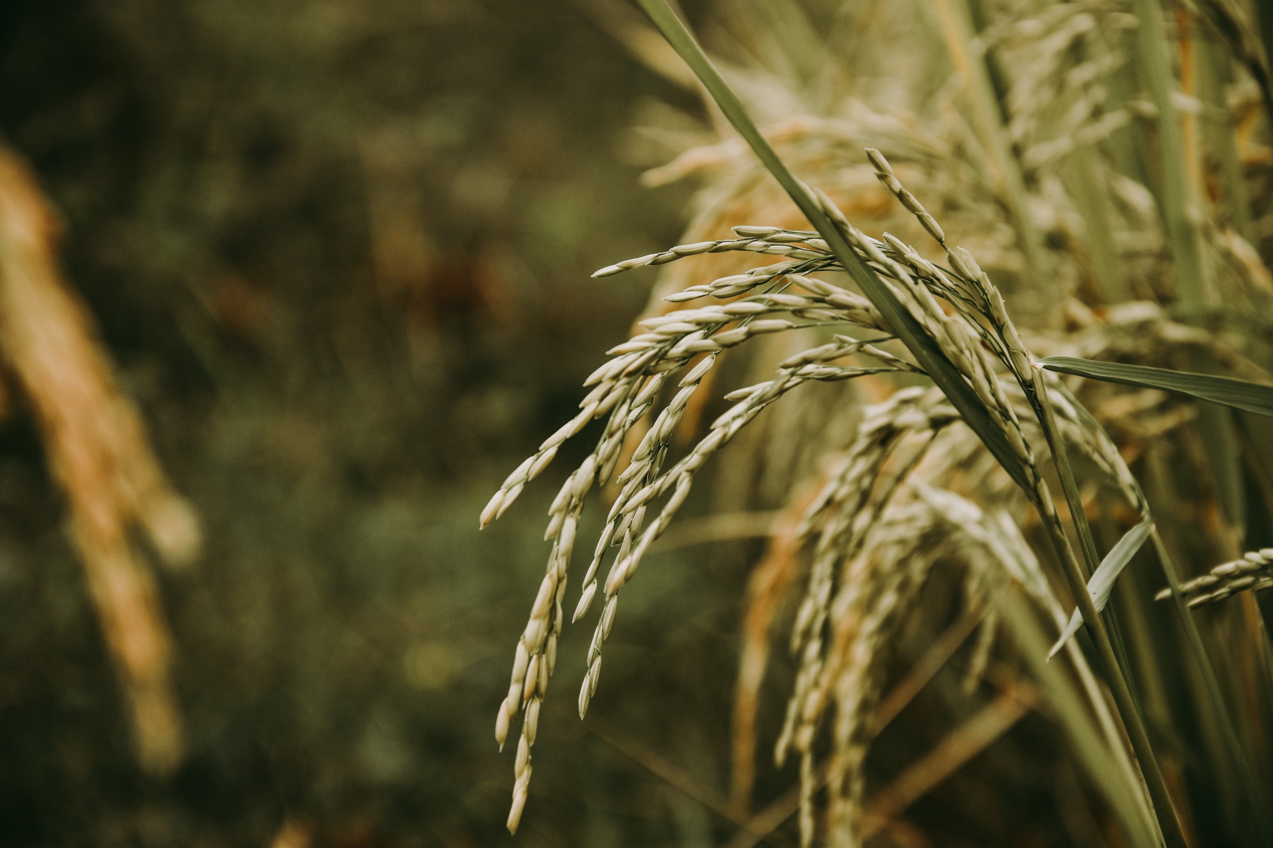 is-it-true-that-rinse-free-rice-is-kind-to-the-earth