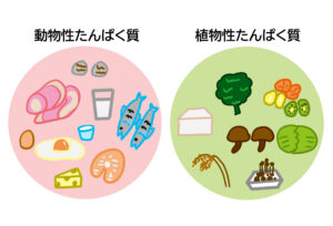 タンパク質の種類。動物性タンパク質。植物性タンパク質。