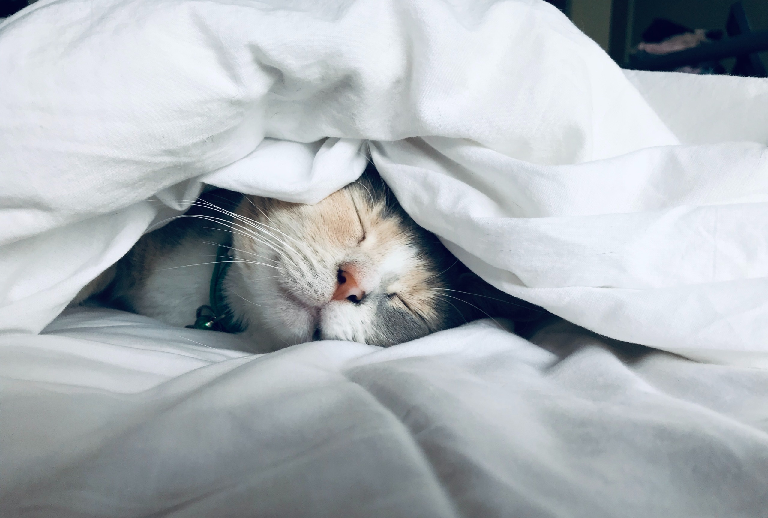 duvet