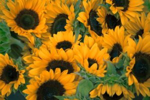 non-standard-flowers
