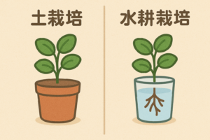 土栽培と水耕栽培の違い